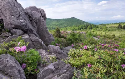 Beautiful landscape photo of a mountainous area with pink flowers